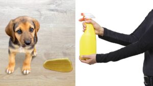 ¿Por qué no debes limpiar la orina de tu mascota con cloro? Descubre los riesgos