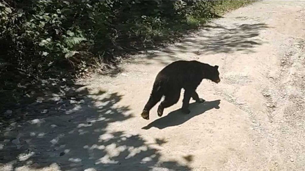 Nuevamente se reporta un oso en zonas urbanas.