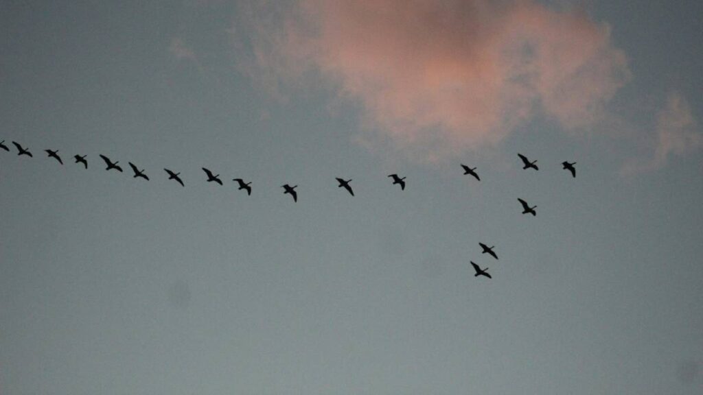 ¿Por qué los pájaros vuelan en forma de “V”? Esta es la razón científica