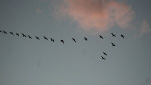 ¿Por qué los pájaros vuelan en forma de “V”? Esta es la razón científica