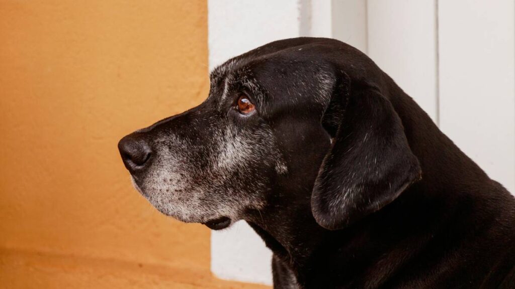 perrito jadea