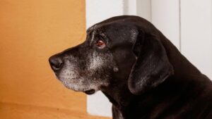 ¿Qué hacer si mi perrito anciano jadea, según expertos? 