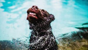 ¿Por qué a los perros no les gusta que los bañen?