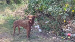 “Todo fue mentira” exfuncionaria niega haber degollado a un perro como parte de un ritual