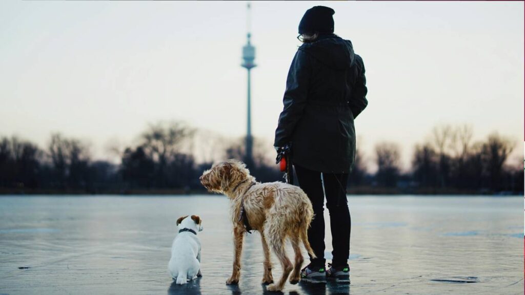 Perro Iran