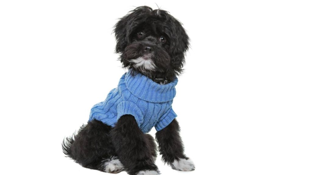 Perro Sueter