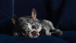 ¿Dentro o fuera? El mejor lugar para que tu perro duerma en verano, según expertos