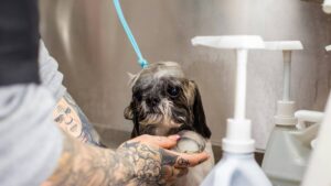 Pocos lo saben: ¿qué sienten los perros cuando los bañan?