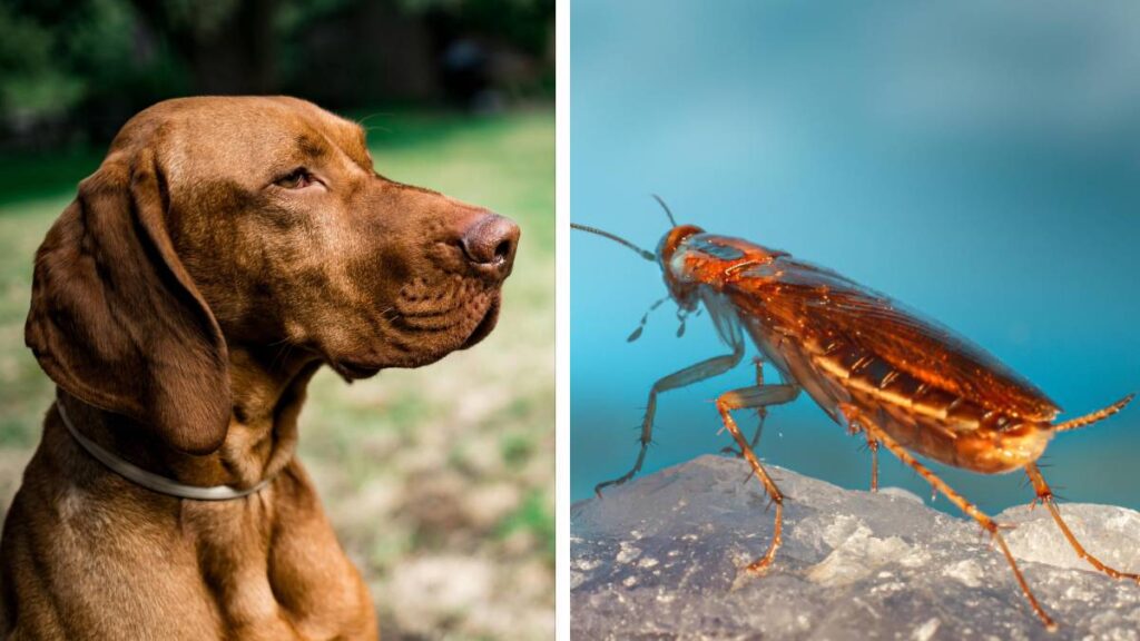 Perros Cucarachas