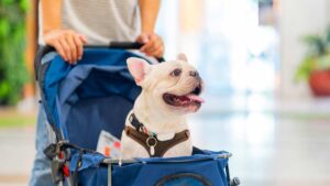 Los perros han evolucionado por la forma en que los humanos los tratan: estudio