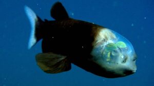 ¿Un pez con cabeza transparente? Así es el misterioso animal que habita las profundidades del mar