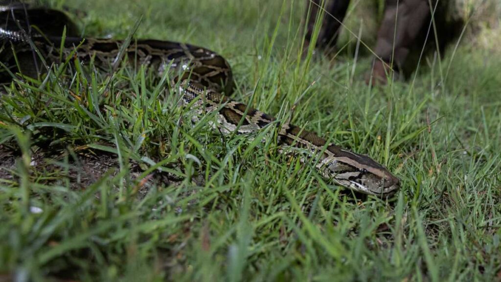 Pitones en Everglades Florida