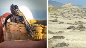 México protege a las tortugas: 4 playas santuario y cuáles son las medidas que manejan
