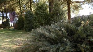 ¿Por qué hay polémica por el derribo del árbol “Laureano” en Benito Juárez? Sedema explica