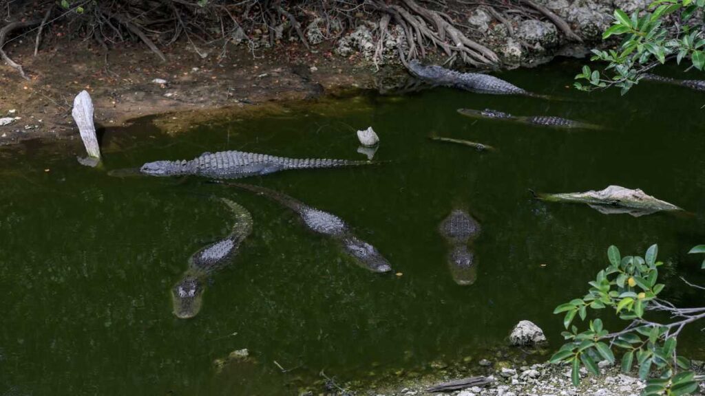 Florida construye el "Alcatraz de los caimanes" para migrates