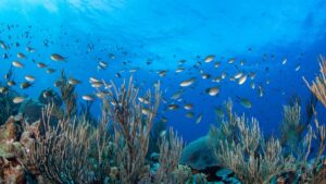 SRE celebra ratificación de Acuerdo sobre el Derecho del Mar