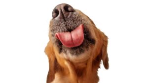 Revelan qué razas de perros son las más cariñosas y leales
