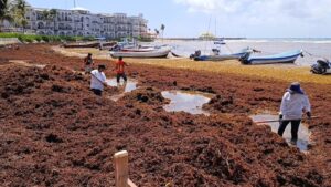 Sargazo rompe récord en el Caribe mexicano; en Quintana Roo, impacta al sector turístico