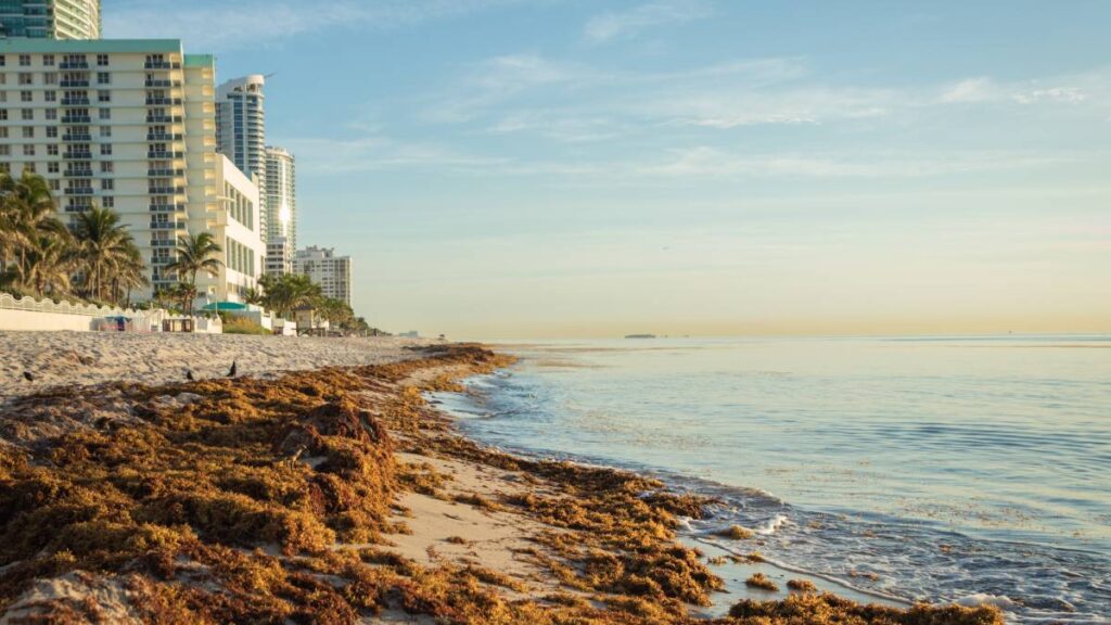 Sargazo Caribe