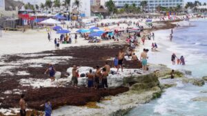 Sargazo en México: UNAM alerta impacto en el ser humano y el medio ambiente
