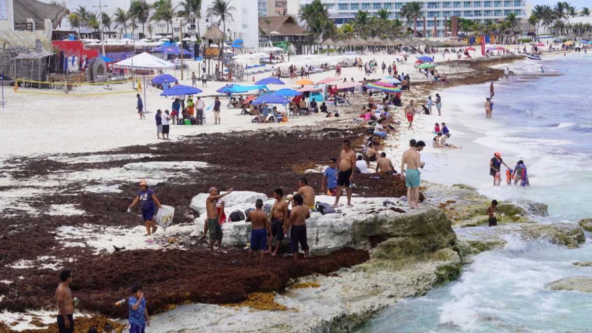 Sargazo en México: UNAM alerta impacto en el ser humano y el medio ambiente- UnoTV