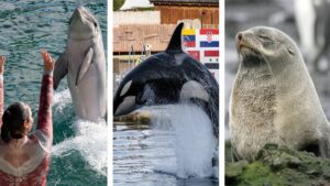 Senado aprueba reforma que prohíbe usar mamíferos marinos en espectáculos en México