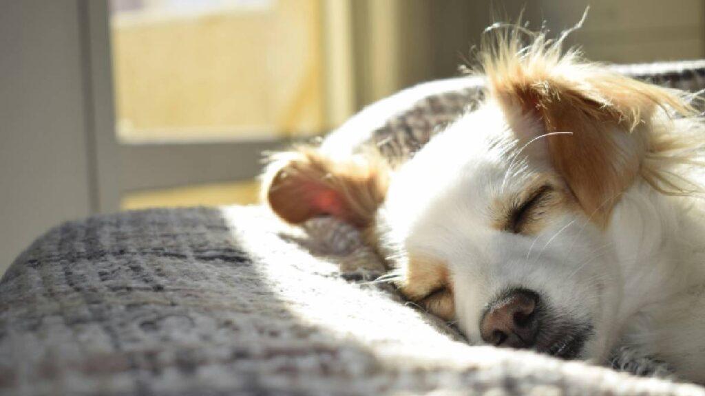 temperatura perro