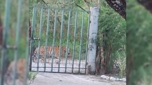 Capturan a tigre que alarmó a Salinas Victoria, Nuevo León