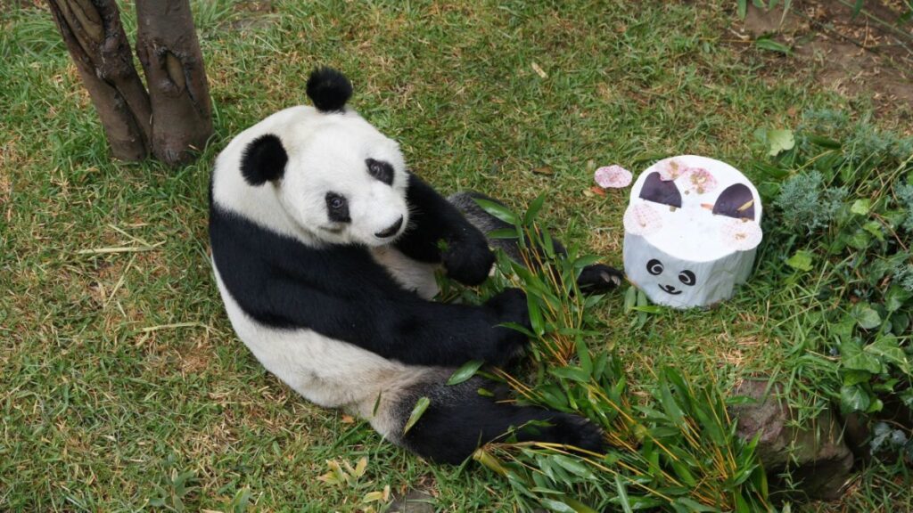 Xin Xin, la panda gigante de Chapultepec, cumplió 35 años