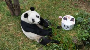 La historia de Xin Xin, la panda que vive en la CDMX y que acaba de cumplir 35 años