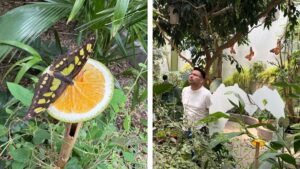 ¡Renuevan el Zoológico de Chapultepec! Así son las nuevas experiencias