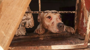 Anuncian nueva agencia para investigar crueldad animal en CDMX: así ayudará a víctimas de maltrato