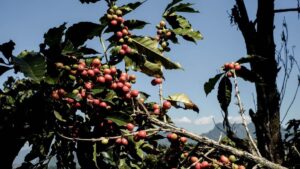 Liberan moscas estériles en Chiapas para combatir plaga que amenaza cultivos
