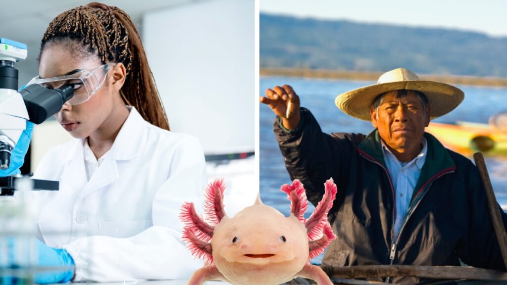Cientificos e Indigenas se unen para salvarguardar al Ajolote