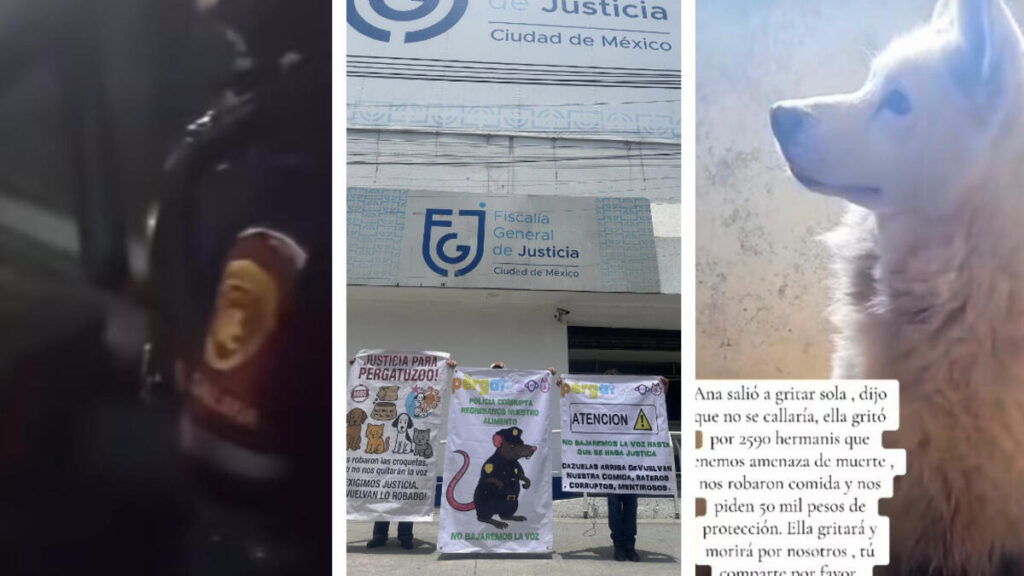 Albergue Pergatuzoo pide la comida de animales confiscada.