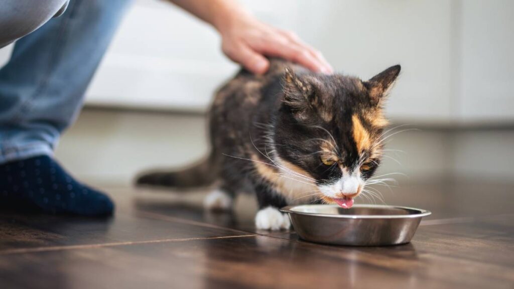 alimentos gatos