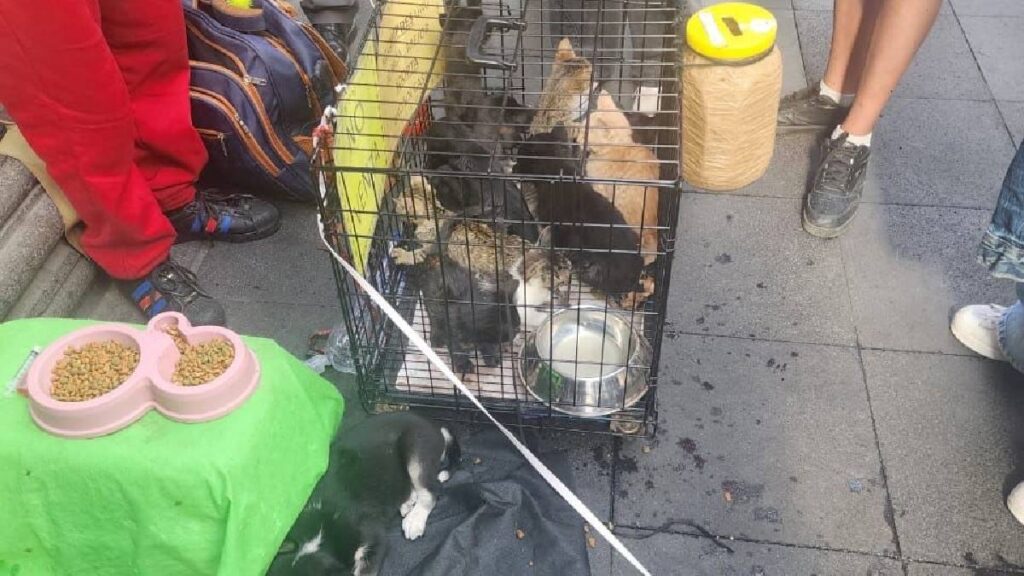 SSC rescata 17 animales usados para pedir dinero en el Centro; estaban deshidratados y el responsable fue remitido al Juez Cívico
