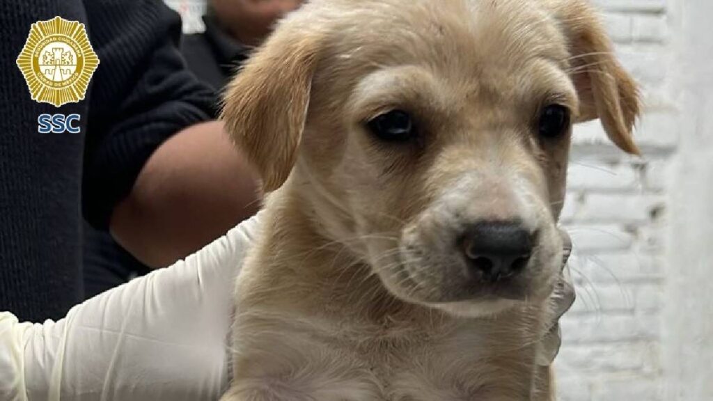 SSC rescata 17 animales usados para pedir dinero en el Centro; estaban deshidratados y el responsable fue remitido al Juez Cívico