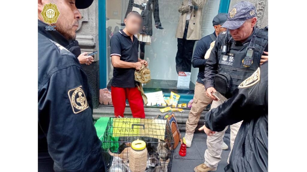 SSC rescata 17 animales usados para pedir dinero en el Centro; estaban deshidratados y el responsable fue remitido al Juez Cívico