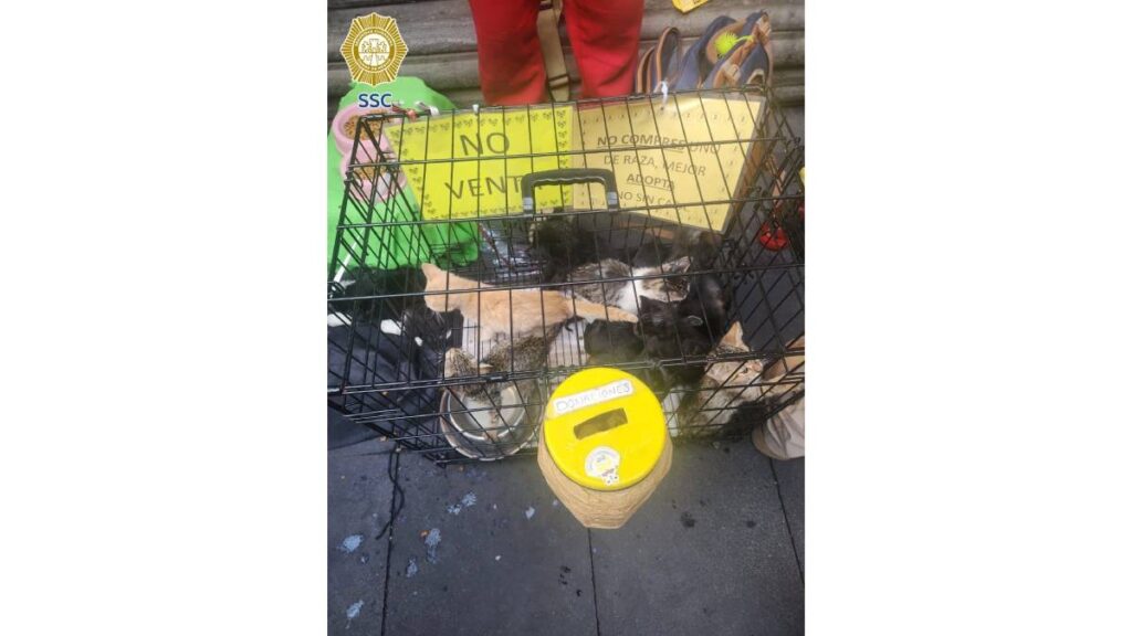 SSC rescata 17 animales usados para pedir dinero en el Centro; estaban deshidratados y el responsable fue remitido al Juez Cívico