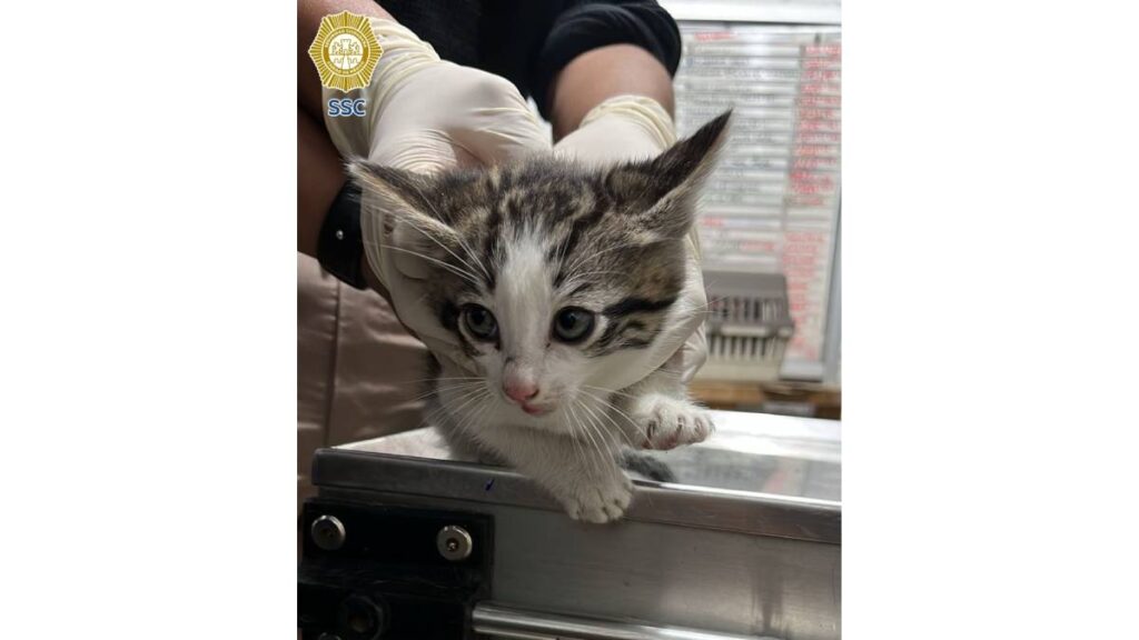 SSC rescata 17 animales usados para pedir dinero en el Centro; estaban deshidratados y el responsable fue remitido al Juez Cívico