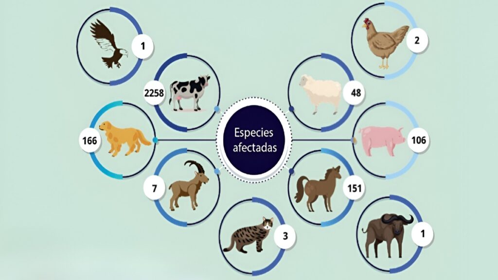 Animales Afectados Por El Gusano Barrenador