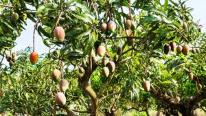 ¿”Manguero”, “mangar” o “manglar”?, ¿cómo se llama el árbol de mangos?