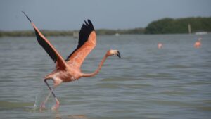 Aumenta población de flamencos rosas en las ciénegas de Progreso, Yucatán