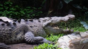 Aún sin localizar: menor cae a zona de cocodrilos en Michoacán