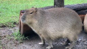 Capibaras: de estrellas virales a víctimas del tráfico ilegal por su creciente popularidad