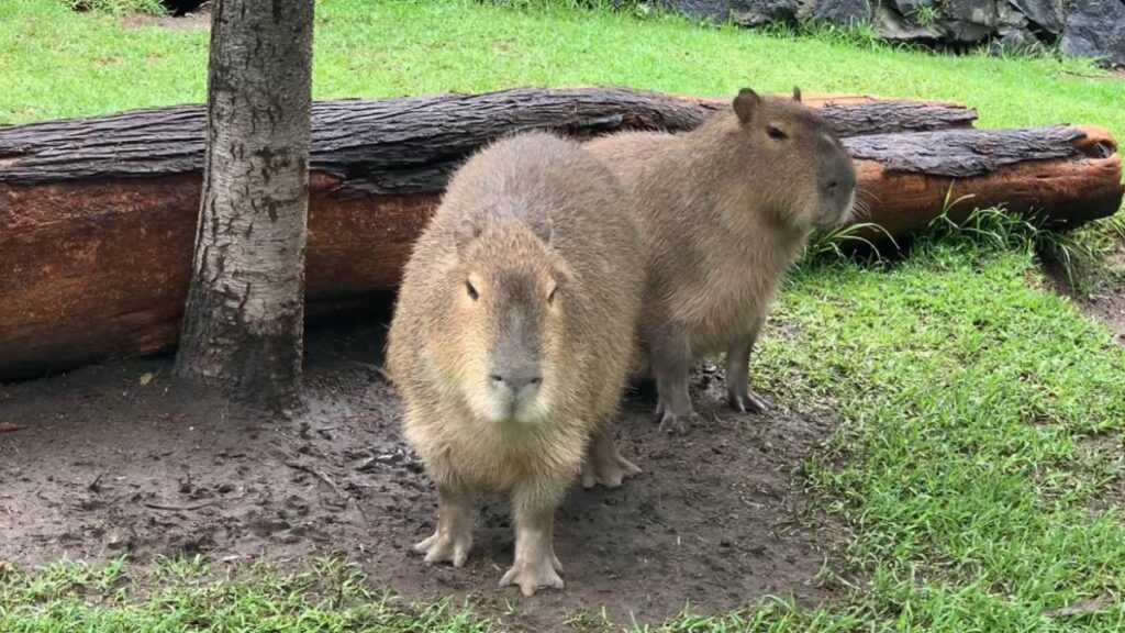 Capibaras