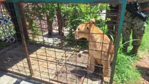 Profepa asegura a cachorro de león que paseaba con sus dueños en calles de Puerto Vallarta