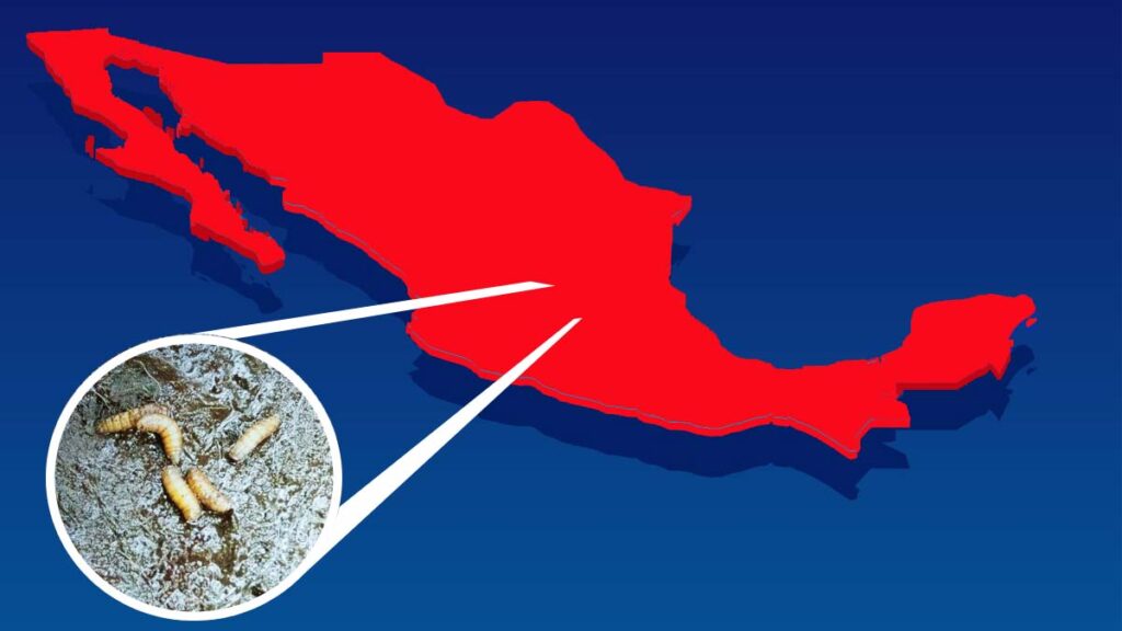 Casos De Gusano Barrenador En Mexico