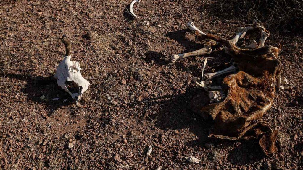 Chihuahua mantiene 4.9% de su territorio en sequía excepcional, pese a lluvias